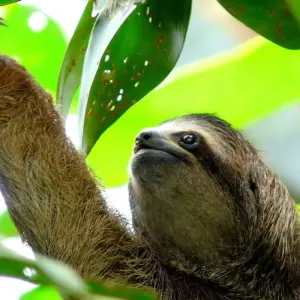 Explore Upgraded - Costa Rica Wildlife for 14 days with Explore! and discover unforgettable experiences - Photo 11