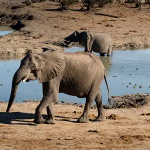 Explore Botswana Wildlife Safari (Savuti) for 14 days with Explore! and discover unforgettable experiences - Photo 6