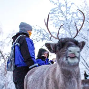 Explore Finnish Lapland Winter Adventure for 6 days with Explore! and discover unforgettable experiences - Photo 10