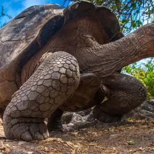 Explore Galapagos - Central & West Islands aboard the Treasure for 9 days with Explore! and discover unforgettable experiences - Photo 4
