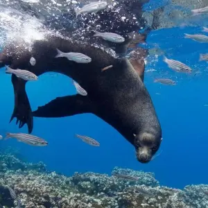 Explore Galapagos - Central & West Islands aboard the Treasure for 9 days with Explore! and discover unforgettable experiences - Photo 7