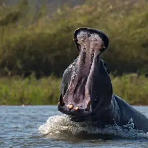 Explore Botswana Wildlife Safari (Savuti) for 14 days with Explore! and discover unforgettable experiences - Photo 10