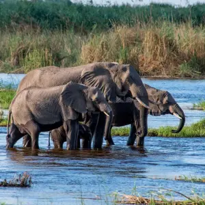 Explore Botswana Wildlife Safari (Savuti) for 14 days with Explore! and discover unforgettable experiences - Photo 11