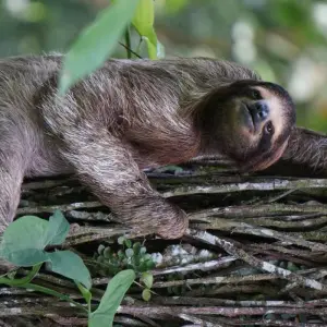 Explore Costa Rica Wildlife Tour (15apr To 20dec) for 15 days with Explore! and discover unforgettable experiences - Photo 3