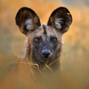 Explore Zimbabwe and Botswana Wildlife Safari for 14 days with Explore! and discover unforgettable experiences - Photo 2