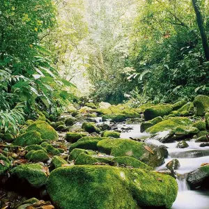 Explore Costa Rica Wildlife Tour (15apr To 20dec) for 15 days with Explore! and discover unforgettable experiences - Photo 7