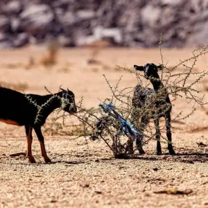 Explore Ancient Algeria and the Sahara Desert for 16 days with Explore! and discover unforgettable experiences - Photo 3
