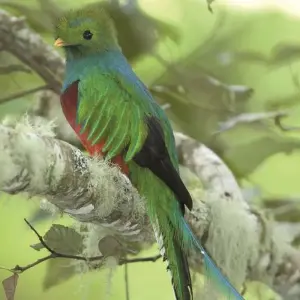 Explore Costa Rica Wildlife Tour (15apr To 20dec) for 15 days with Explore! and discover unforgettable experiences - Photo 10