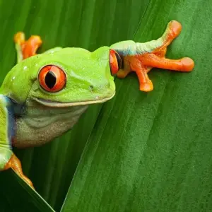 Explore Costa Rica Wildlife Tour (15apr To 20dec) for 15 days with Explore! and discover unforgettable experiences - Photo 11