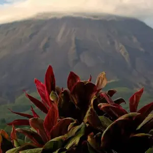 Explore Highlights of Costa Rica + Beach Extension for 10 days with Explore! and discover unforgettable experiences - Photo 2