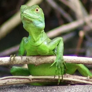 Explore Highlights of Costa Rica + Beach Extension for 10 days with Explore! and discover unforgettable experiences - Photo 3