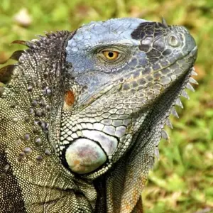 Explore Highlights of Costa Rica + Beach Extension for 10 days with Explore! and discover unforgettable experiences - Photo 5