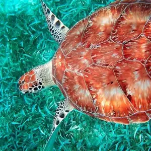 Explore Discover Belize for 13 days with Explore! and discover unforgettable experiences - Photo 4