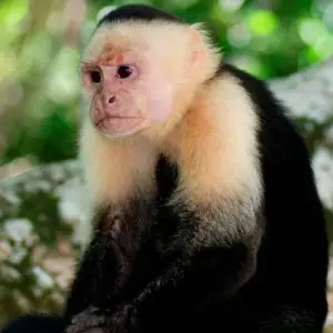 Explore Highlights of Costa Rica + Beach Extension for 10 days with Explore! and discover unforgettable experiences - Photo 8