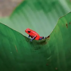 Explore Highlights of Costa Rica + Beach Extension for 10 days with Explore! and discover unforgettable experiences - Photo 9