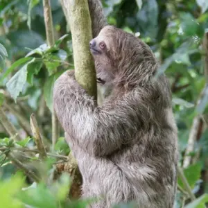 Explore Costa Rica Wildlife Tour (7 destinations) for 15 days with Explore! and discover unforgettable experiences - Photo 4