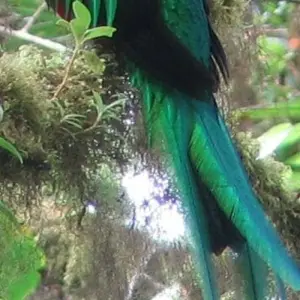 Explore Costa Rica Wildlife Tour (7 destinations) for 15 days with Explore! and discover unforgettable experiences - Photo 5