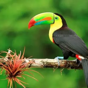 Explore Costa Rica Wildlife Tour (7 destinations) for 15 days with Explore! and discover unforgettable experiences - Photo 9