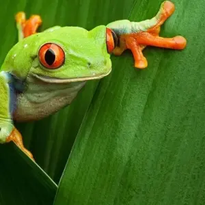 Explore Costa Rica Wildlife Tour (7 destinations) for 15 days with Explore! and discover unforgettable experiences - Photo 10