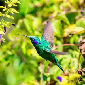 Explore Costa Rica Wildlife Tour (7 destinations) for 15 days with Explore! and discover unforgettable experiences - Photo 11