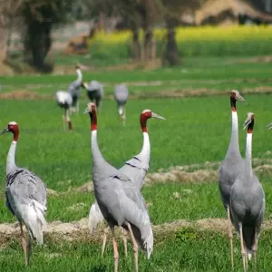 Explore Highlights of Northern India for 15 days with Explore! and discover unforgettable experiences - Photo 8