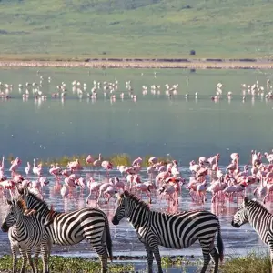 Explore Kilimanjaro - Lemosho Trek + Safari Extension for 13 days with Explore! and discover unforgettable experiences - Photo 3