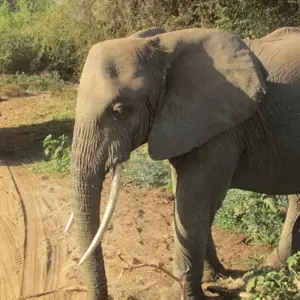 Explore Kilimanjaro - Lemosho Trek + Safari Extension for 13 days with Explore! and discover unforgettable experiences - Photo 11