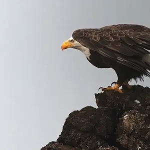 Explore Canadian Rockies and Pacific Coast (Calgary To Vancouver) for 15 days with Explore! and discover unforgettable experiences - Photo 3