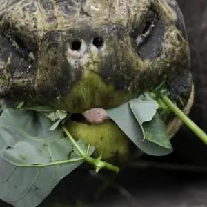 Explore Volcanoes and Galapagos for 15 days with Explore! and discover unforgettable experiences - Photo 3