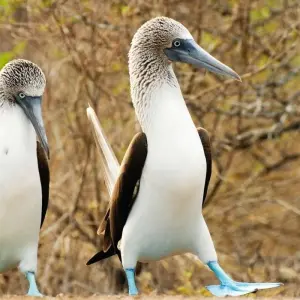Explore Volcanoes and Galapagos for 15 days with Explore! and discover unforgettable experiences - Photo 4