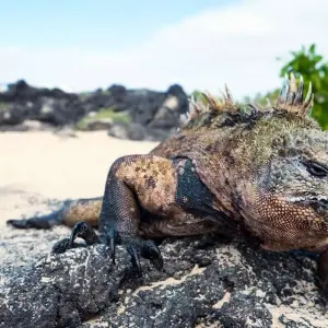 Explore Volcanoes and Galapagos for 15 days with Explore! and discover unforgettable experiences - Photo 5
