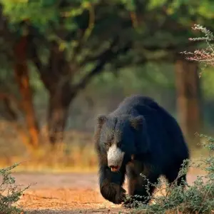 Explore Ranthambore Wildlife Extension for 4 days with Explore! and discover unforgettable experiences - Photo 3