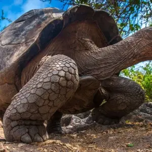 Explore Volcanoes and Galapagos for 15 days with Explore! and discover unforgettable experiences - Photo 10
