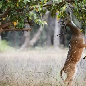 Explore Ranthambore Wildlife Extension for 4 days with Explore! and discover unforgettable experiences - Photo 5
