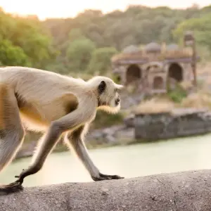 Explore Ranthambore Wildlife Extension for 4 days with Explore! and discover unforgettable experiences - Photo 6
