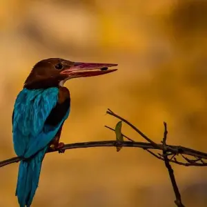 Explore Ranthambore Wildlife Extension for 4 days with Explore! and discover unforgettable experiences - Photo 8
