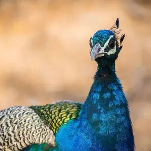 Explore Ranthambore Wildlife Extension for 4 days with Explore! and discover unforgettable experiences - Photo 9