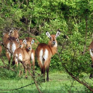 Explore Best of Ghana for 15 days with Explore! and discover unforgettable experiences - Photo 4