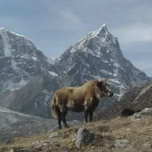 Explore Everest Base Camp Trek for 13 days with First Environmental Trekking and discover unforgettable experiences - Photo 3
