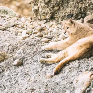 Explore Puma Tracking in Patagonia: 1-Day Wildlife Adventure in Torres del Paine for 1 days with FlashpackerConnect and discover unforgettable experiences - Photo 2
