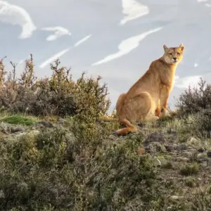 Explore Puma Tracking in Patagonia: 1-Day Wildlife Adventure in Torres del Paine for 1 days with FlashpackerConnect and discover unforgettable experiences - Photo 3