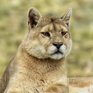 Explore Puma Tracking in Patagonia: 1-Day Wildlife Adventure in Torres del Paine for 1 days with FlashpackerConnect and discover unforgettable experiences - Photo 5