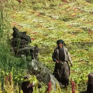 Explore Tsum Valley Trekking for 14 days with First Environmental Trekking and discover unforgettable experiences - Photo 6