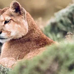 Explore Puma Tracking in Patagonia: 1-Day Wildlife Adventure in Torres del Paine for 1 days with FlashpackerConnect and discover unforgettable experiences - Photo 6