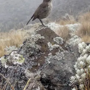 Explore Climb Kilimanjaro via the Lemosho route for 10 days with Follow Alice and discover unforgettable experiences - Photo 3