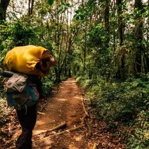 Explore Climb Kilimanjaro via the Lemosho route for 10 days with Follow Alice and discover unforgettable experiences - Photo 5