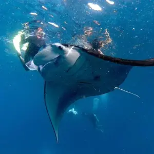 Explore The Nusa Penida Snorkeling & Nusa Lembongan Experience 4 Day Tour (Private & All-Inclusive) for 4 days with ForeverVacation and discover unforgettable experiences - Photo 9