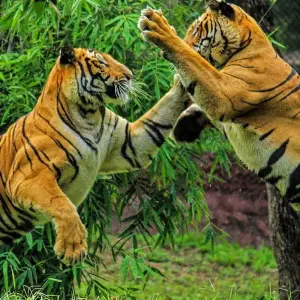 Explore Adventures Ranthambore Wildlife Safari Tour with Complete North India 15 Day's for 15 days with Fragrance of Taj and discover unforgettable experiences - Photo 8