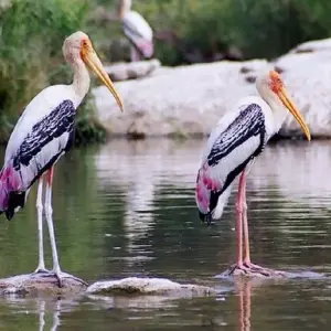 Explore Golden Triangle with Bharatpur  Bird Sanctuary All Including for 5 days with Fragrance of Taj and discover unforgettable experiences - Photo 11
