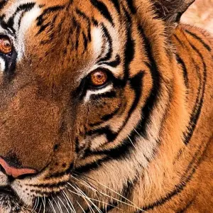 Explore Adventures Ranthambore Wildlife Safari Tour From Delhi with Safari Rides for 3 days with Fragrance of Taj and discover unforgettable experiences - Photo 3